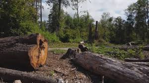 Best Firewood Processing and Delivery  in South Palm Beach, FL